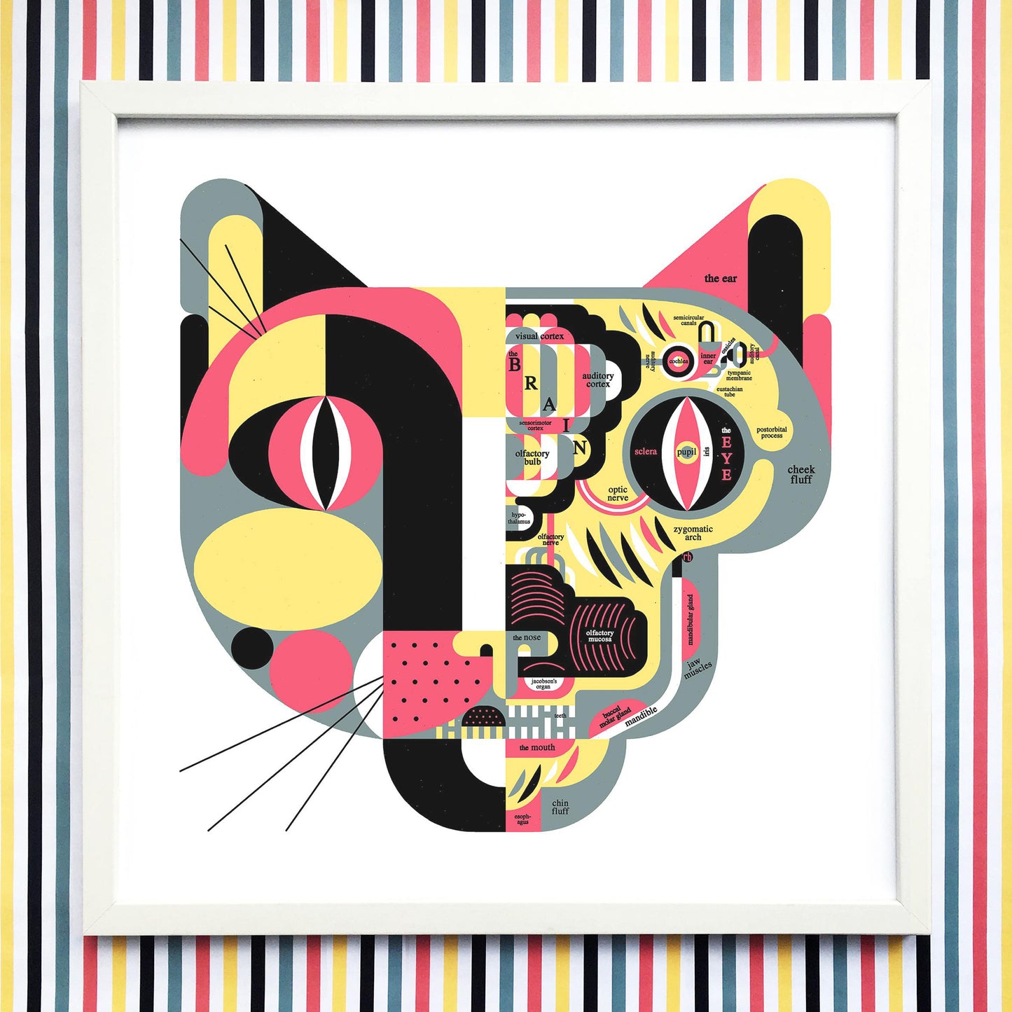 "Feline Anatomy" print