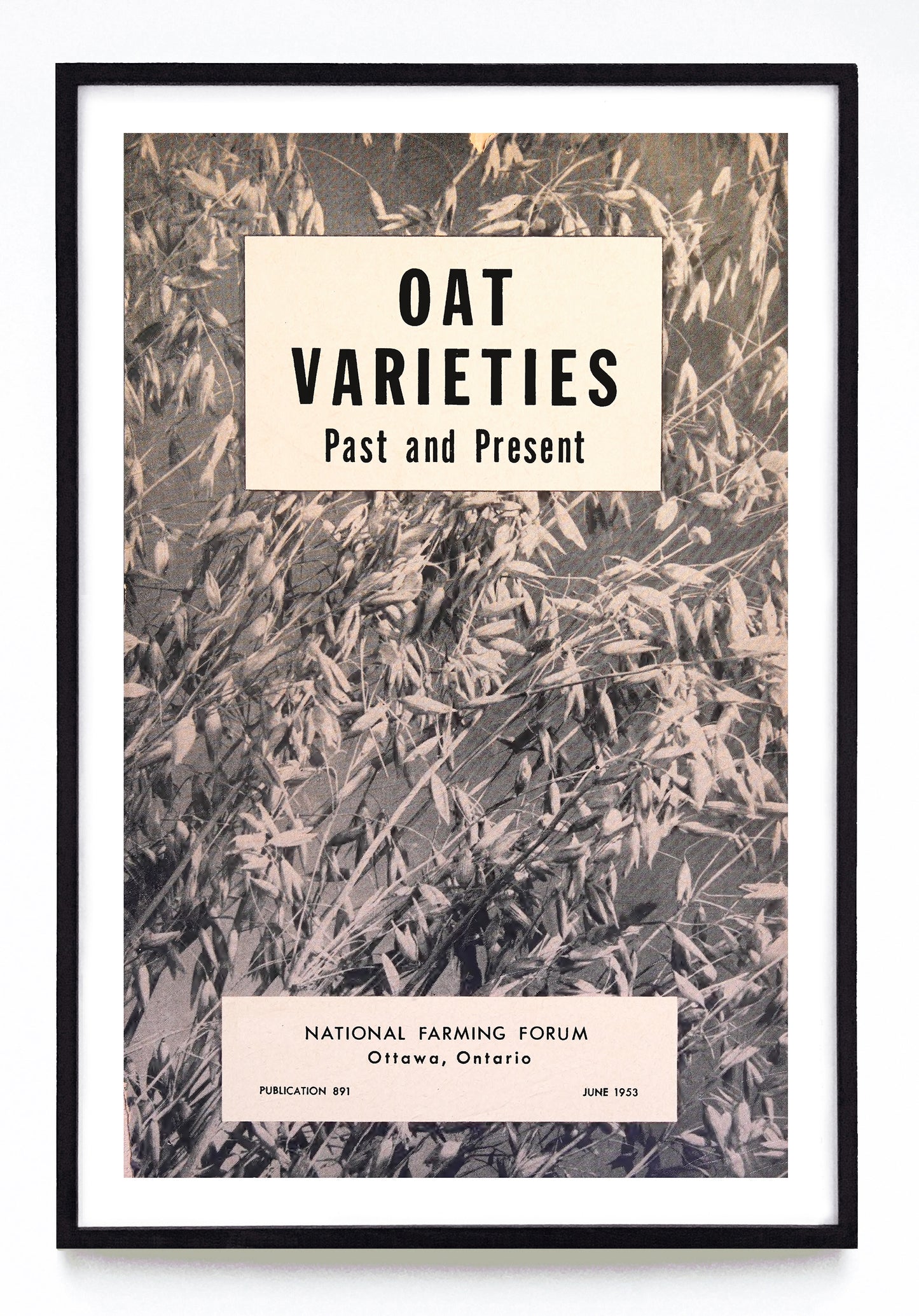 "Oat Varieties Past and Present" print (1953)