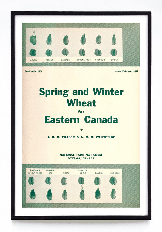 "Spring and Winter Wheat for Eastern Canada" print (1952)