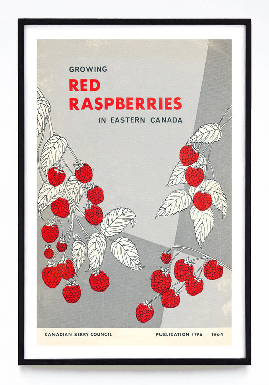 "Growing Red Raspberries in Eastern Canada" print (1964)