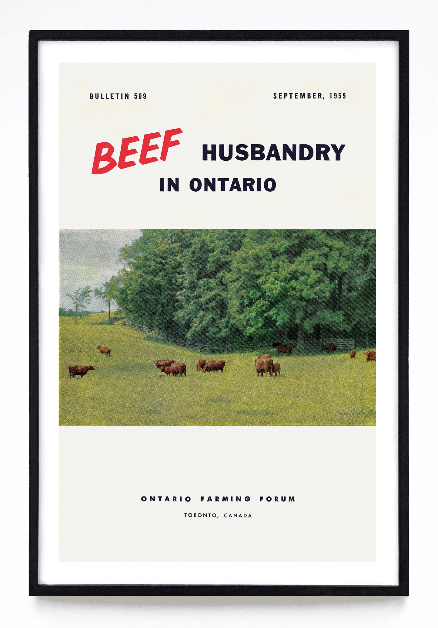 "Beef Husbandry in Ontario" print (1955)