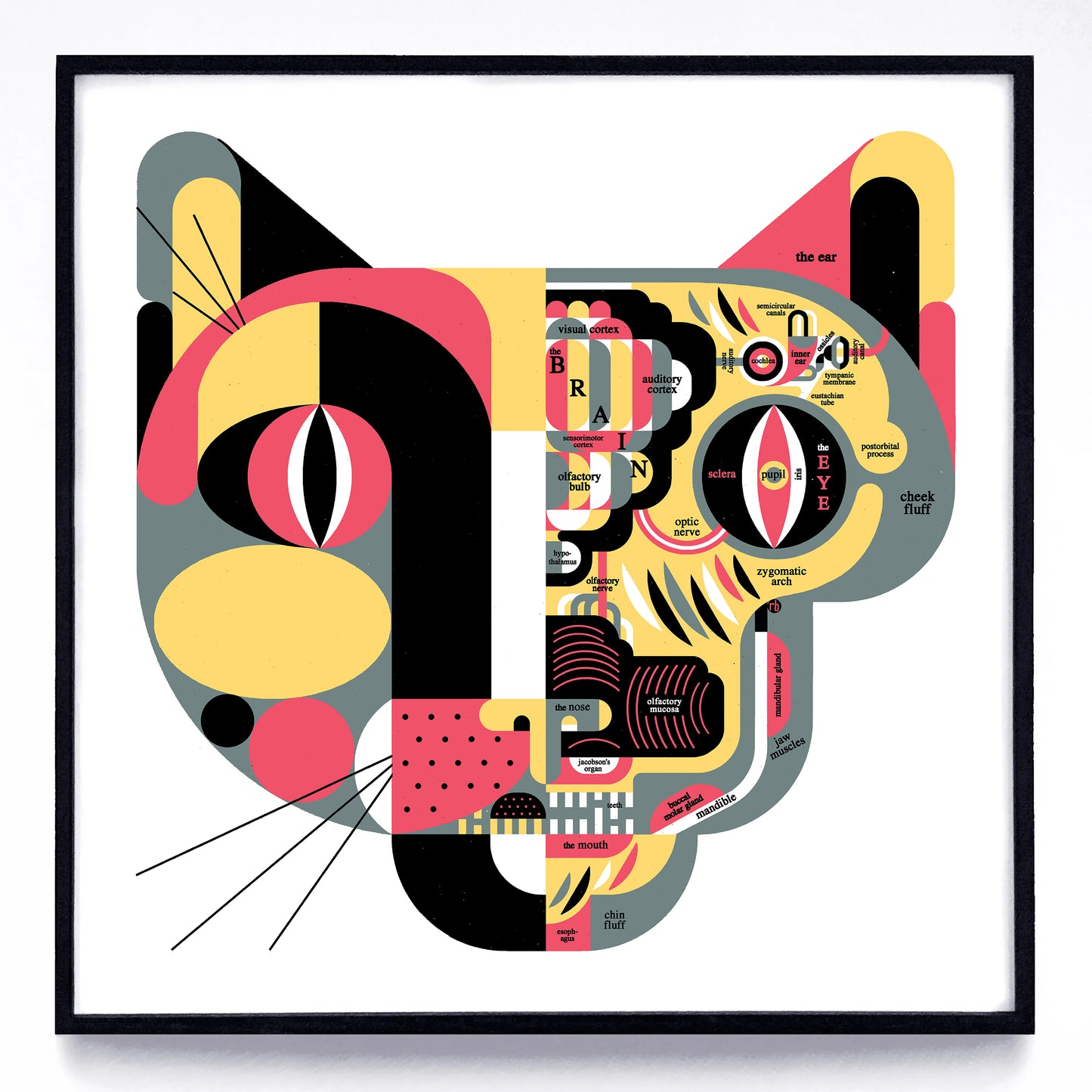 "Feline Anatomy" print