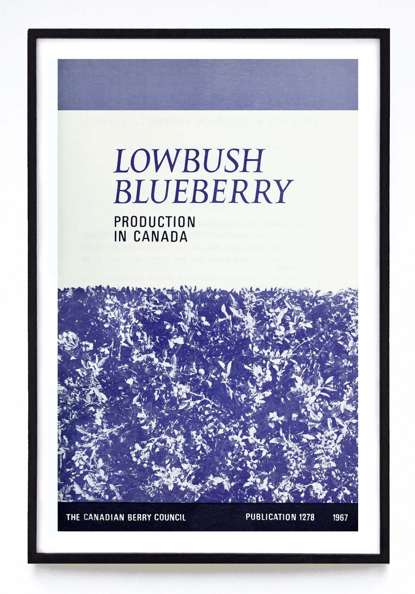 "Lowbush Blueberry Production in Canada" print (1967)
