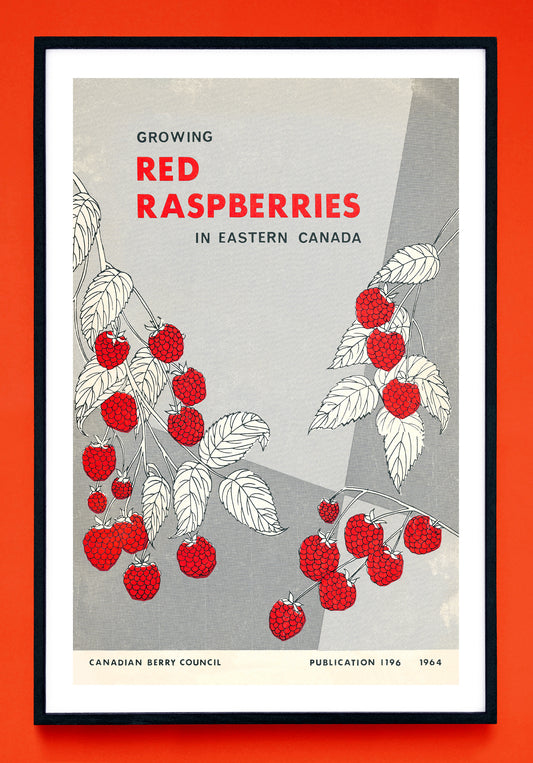 "Growing Red Raspberries in Eastern Canada" print (1964)