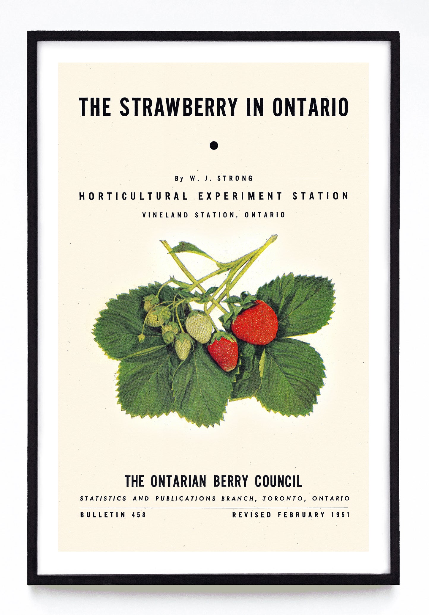 "The Strawberry in Ontario" print (1951)